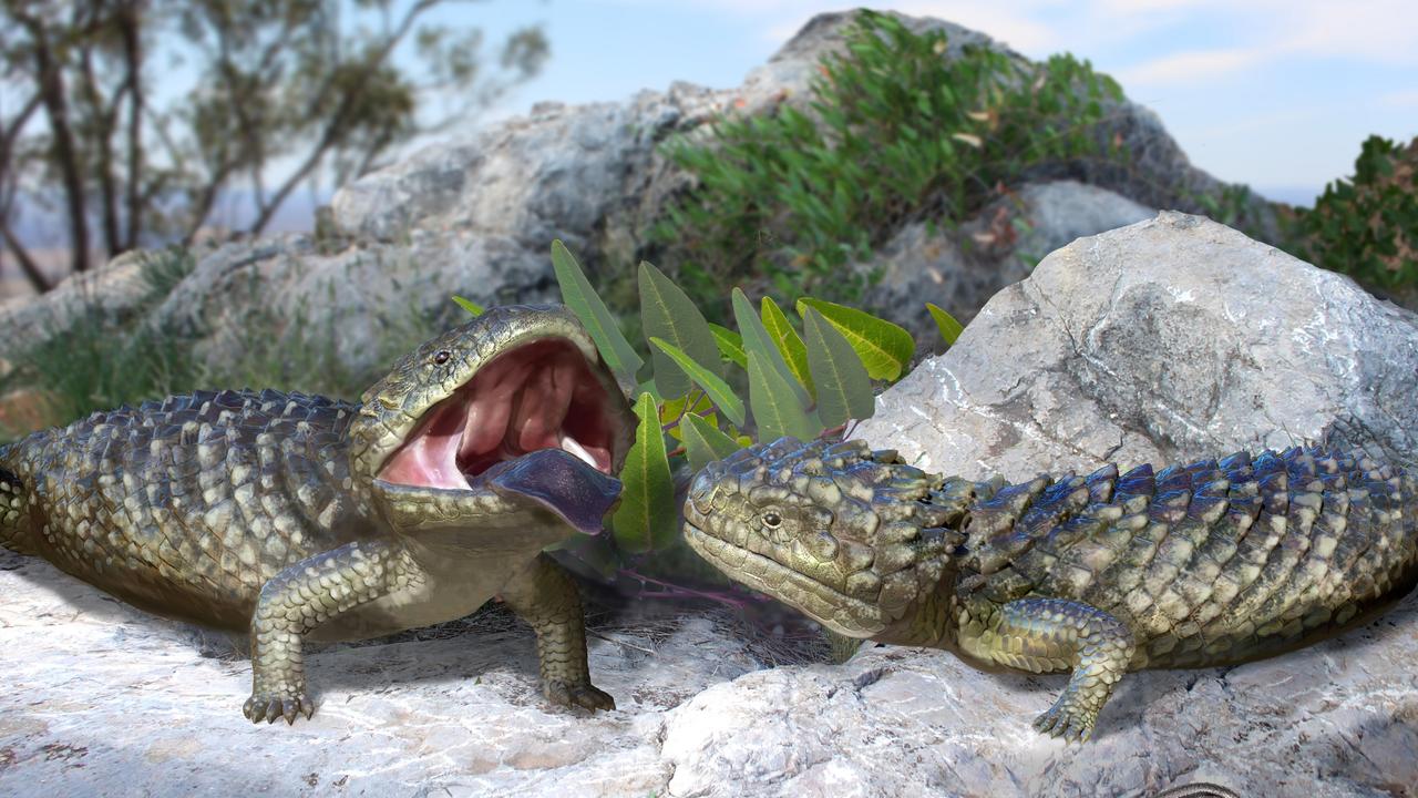 An artist impression of a prehistoric lizard discovered by researchers at Flinders University. Picture: AAP Image/Supplied by the Dr Kailah Thorn, Katrina Kenny