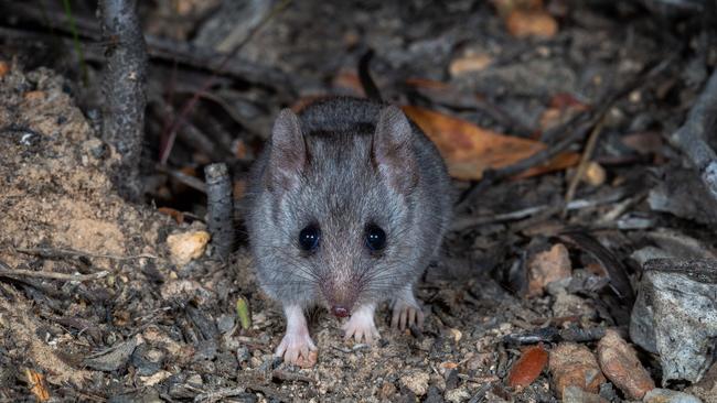 A Kangaroo Island dunnart after the 2020 bushfires, photographed within the Australian Wildlife Conservancy &amp; KI Land for Wildlife critical refuge area. Picture: Brad Leue Photography