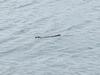 2.3m croc spotted swimming near popular fishing spot