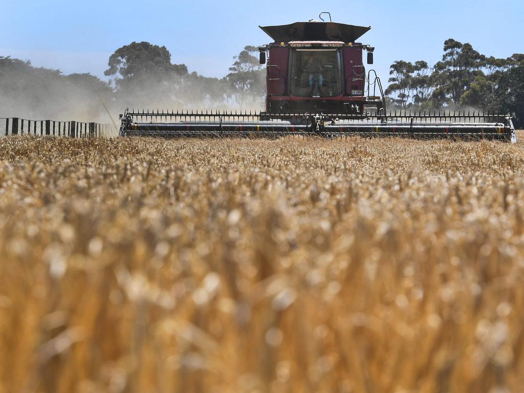 China said on August 4, 2023, it would remove extra tariffs on Australian barley, part of a gradual thawing of tension between the two countries since Covid-19 spread from China to the world. Picture: William West/AFP