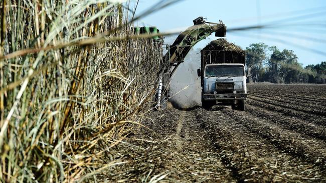 Crops such as sugarcane can be converted into wood pellets, which are used with coal or alone in energy production. Picture: Bloomberg