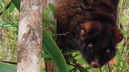 Western Ringtail Possum. Picture: Wikipedia