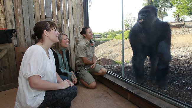 Melbourne zoo gorilla encounter