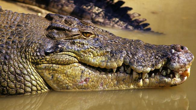 A large crocodile has been seen in the area at Kennedy Bend in Lakeland National Park where a 65-year-old Laura man has vanished and is believed to have been taken by a crocodile. Picture: Supplied