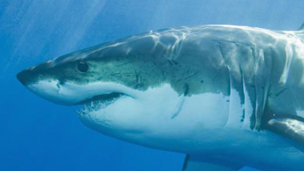 Shark head impaled on Marine Rescue fence | news.com.au — Australia’s ...