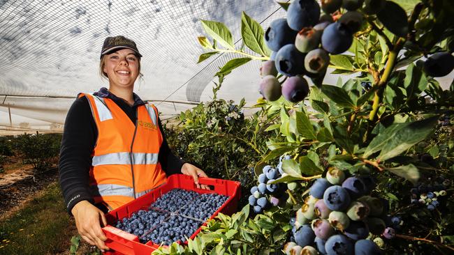 Nine Mile Farm Quality Control Supervisor Sarah McKay during the blueberry harvest at Sulphur Creek. PICTURE CHRIS KIDD