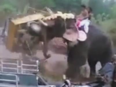 Elephant goes on rampage in India