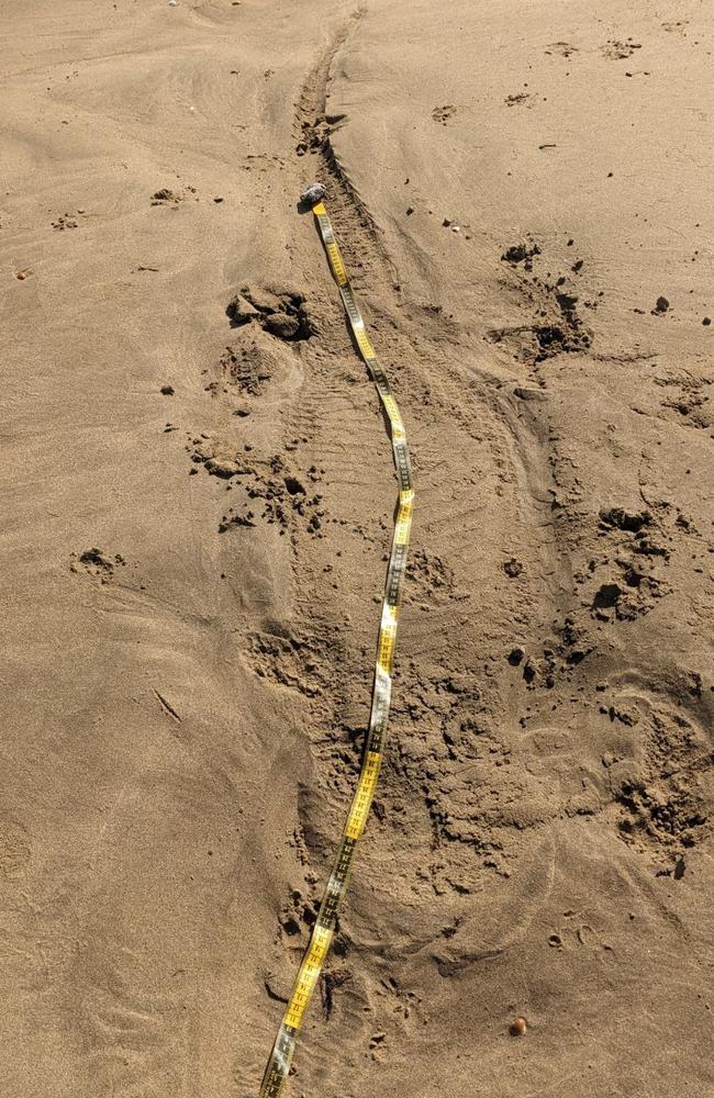 Wildlife officers received six reported crocodile sightings on the Capricorn Coast on the weekend, with a member of the public finding an indent on Tanby Beach. Photos: DES