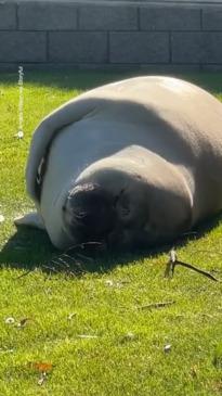 Sun-Loving Seal Enjoys Snooze by Tasmanian Beach