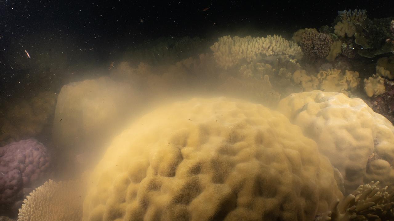 Coral reproduces by spawning. Picture: Stuart Ireland, Calypso Reef Imagery