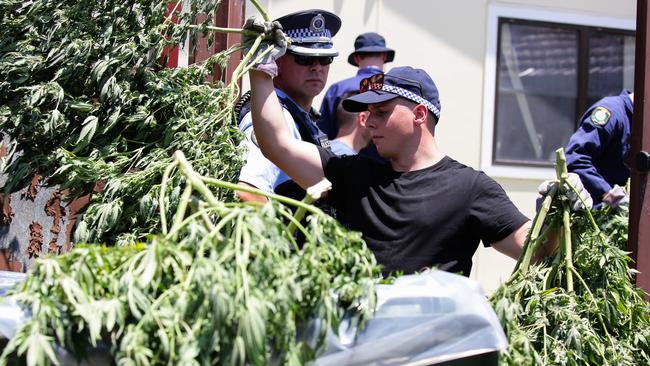 Police are seen removing the cannabis plants from the Yagoona home. Picture: Gaye Gerard