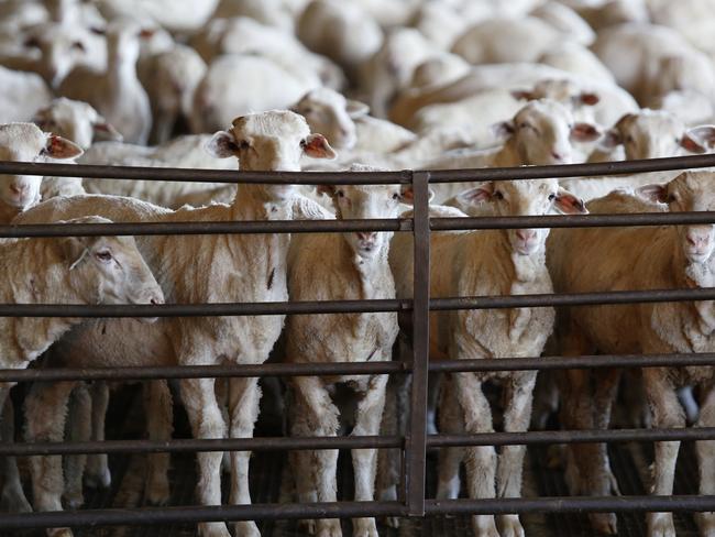 1st March 2023: Sheep in pins awaiting loading on trucks bound for port, for live export at Peel Feedlot, Mardella, WA.  Philip Gostelow/The Australian