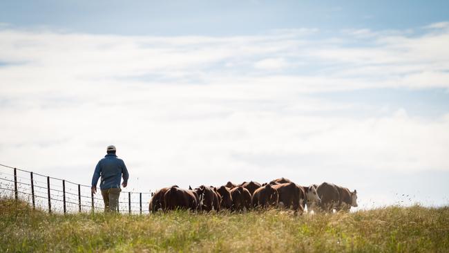 Marc Greening runs Injemira Hereford stud in the NSW Riverina. Picture: Simon Dallinger