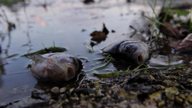 Hungary toxic sludge spill hits Danube | The Australian