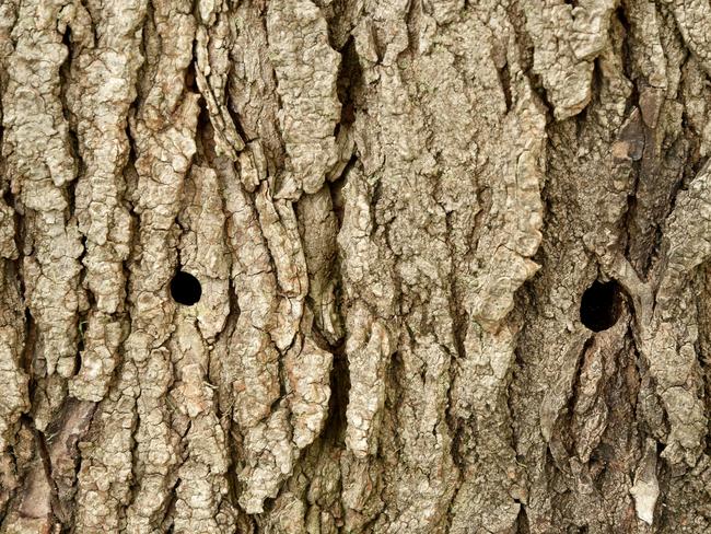 Drill holes at the base of the large liquid amber tree. Picture: AAP IMAGE / Troy Snook