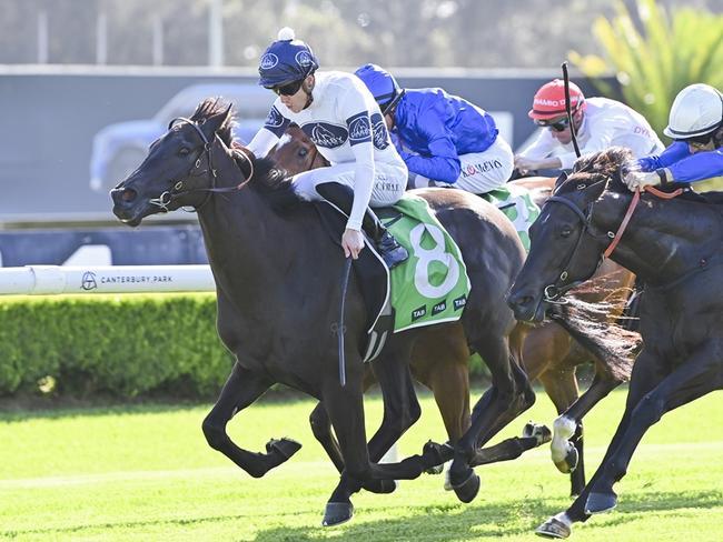 Midnight Dynamite can bounce back when he heads to randwick-Kensington. Picture: Bradley Photos