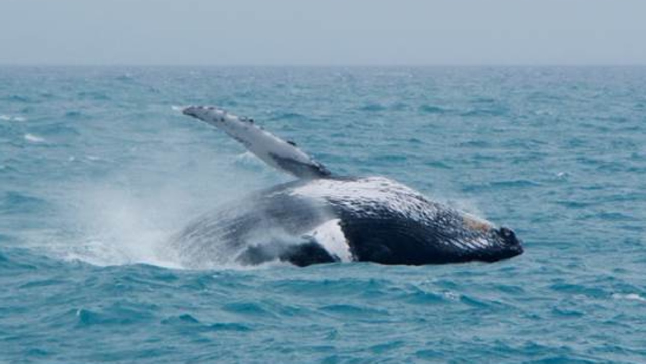 Whale watching: Humpback whales spotted playing near Cairns shipping ...