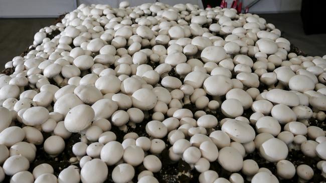 Fair Work inspectors found 406 workers on the Marland Mushrooms farm, including a number of overseas workers, were collectively underpaid a total of $646,711.