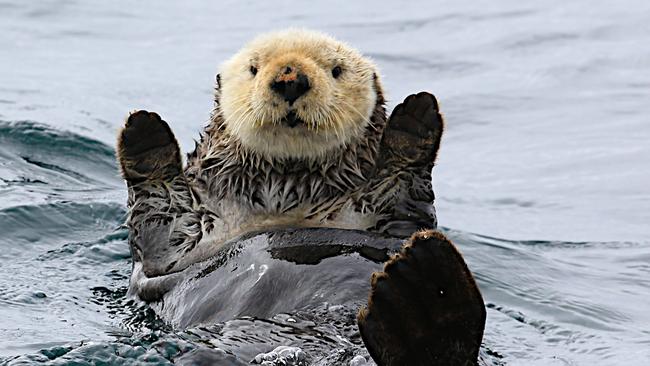 The mother putting on a show for the camera. Picture: Geraldine Davies/Caters News