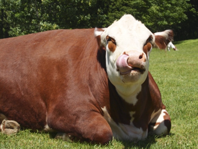 A grown up and beefed up Herbie, as he is pictured today. Picture: For The Animals Sanctuary