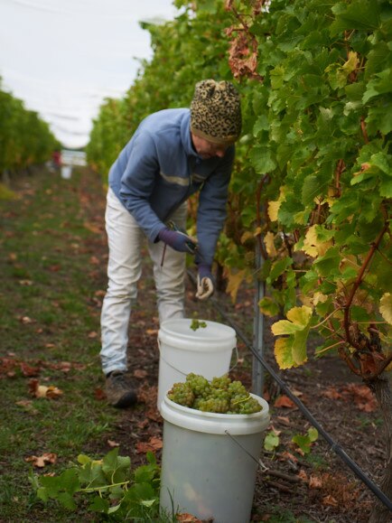 Paul’s wife Lynda Williams picking grapes.