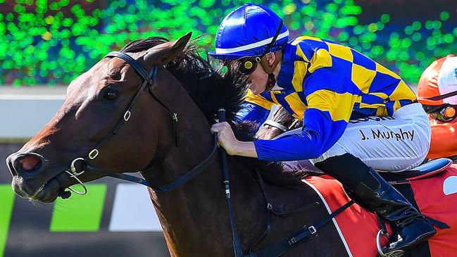 Tarzan will be chasing his 16th win on Saturday at Caloundra. Picture: AAP