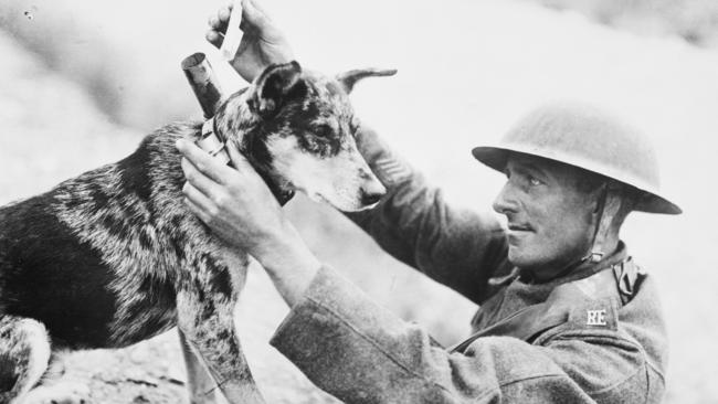 A messenger dog of World War I. Animals have always accompanied troops on the frontline overseas.