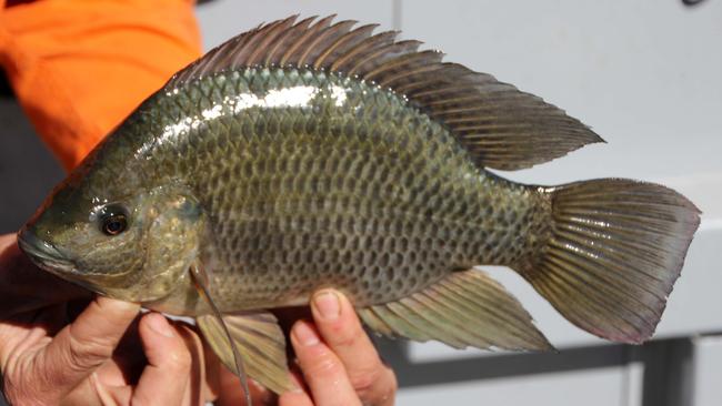 Tilapia were first found in Mackay Gooseponds in 2014.