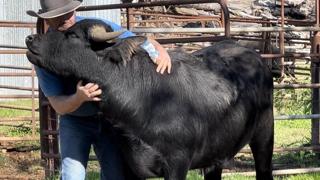 Danny Albert from Walwa, NSW, with Charlie, one of two water buffalo being offered on Auctionsplus this week.