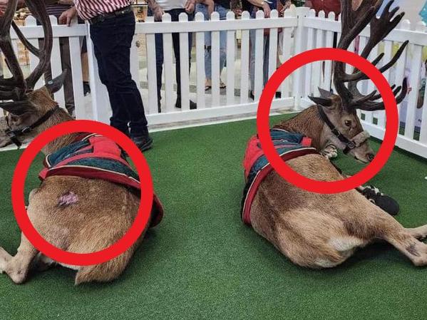 Two reindeer were spotted in a Westfield Tuggerah shopping center. Picture: Facebook