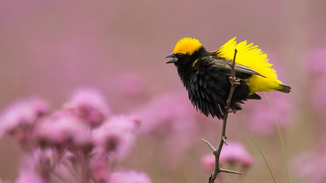 South African photographer Eleanor Hattingh captured one of the continent’s smaller inhabitants in the Rietvlei Nature Reserve, South Africa. Picture: Eleanor Hattingh Africa Geographic Photographer of the Year 2021