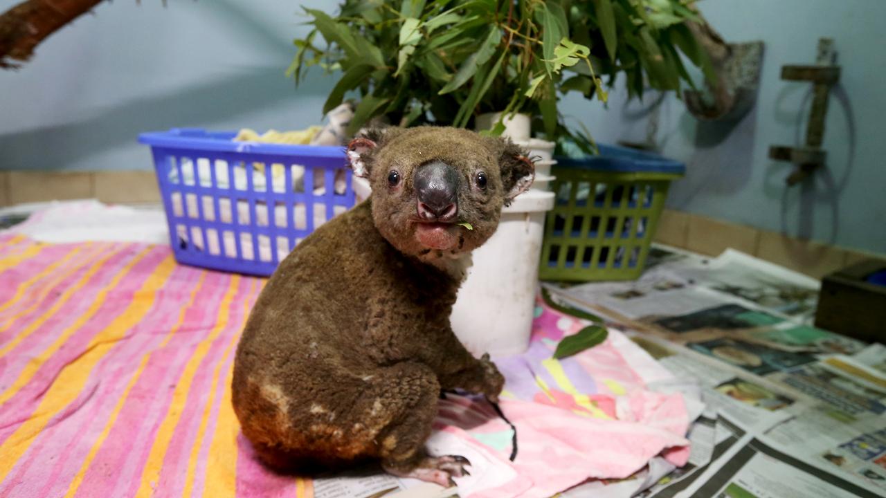 An injured koala at the Port Macquarie Koala Hospital. Photo: Nathan Edwards/Getty Images