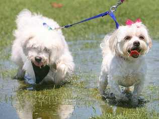 Digby and Bella cool off in a rain puddle during the Woofstock event held at Limestone Park on Sunday. Picture: Rob Williams