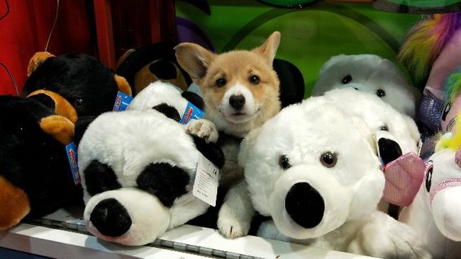 10-week-old Corgie pup Porky before he was killed.
