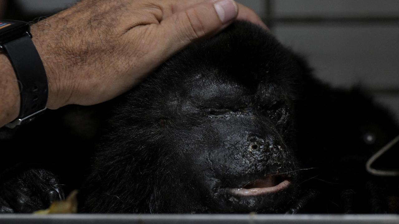 Veterinarian Victor Morato assists a howler monkey while it recovers. Picture: Yuri Cortez / AFP