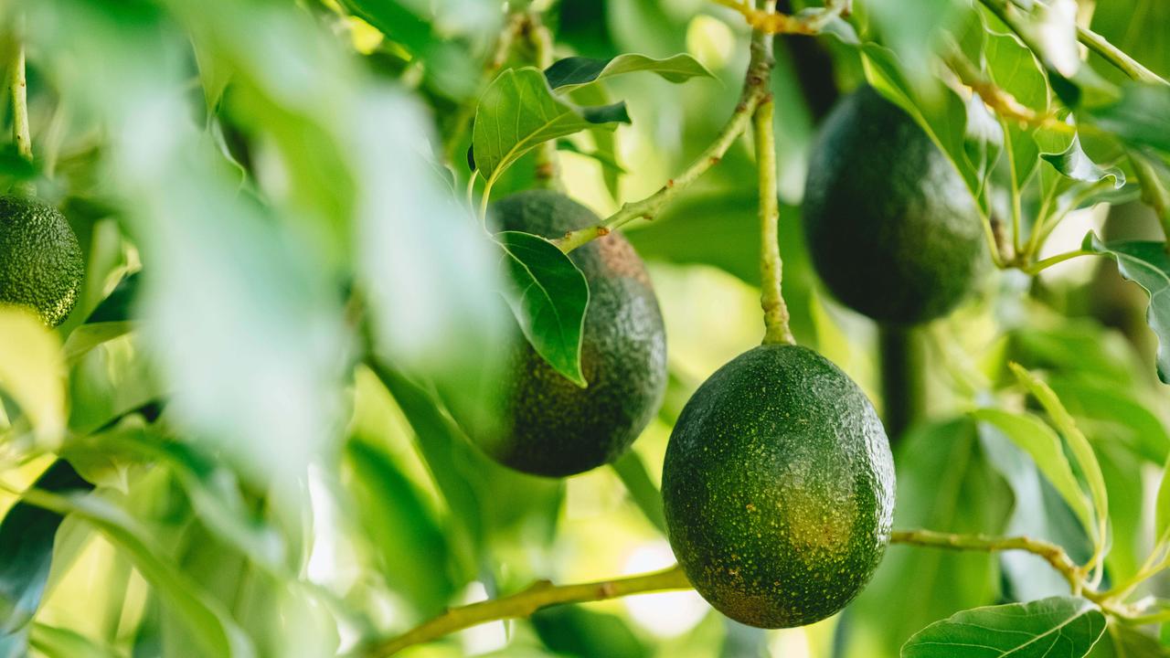 There has been a bumper crop for Australian farmers. Picture: Chloe Smith.