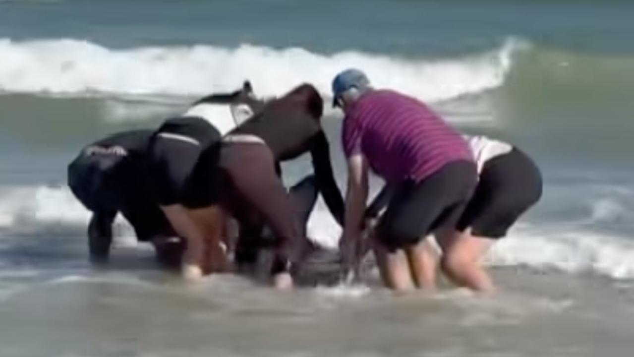 According to the witnesses, the shark was safely helped back out to sea. Picture: @stephfreemaan