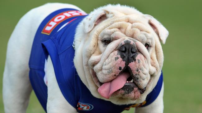 Sid the bulldog. Photo: Supplied