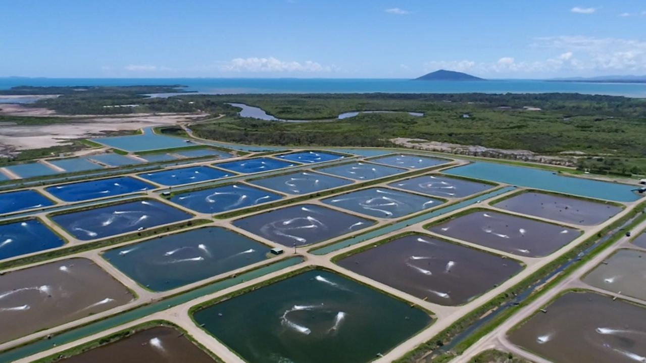 Just some of the ponds at Australian Prawn Farm's Ilbilbie operations. Picture: Heidi Petith