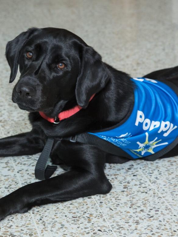 Poppy the therapy dog will be used in the Federal Circuit and Family Court in Melbourne.