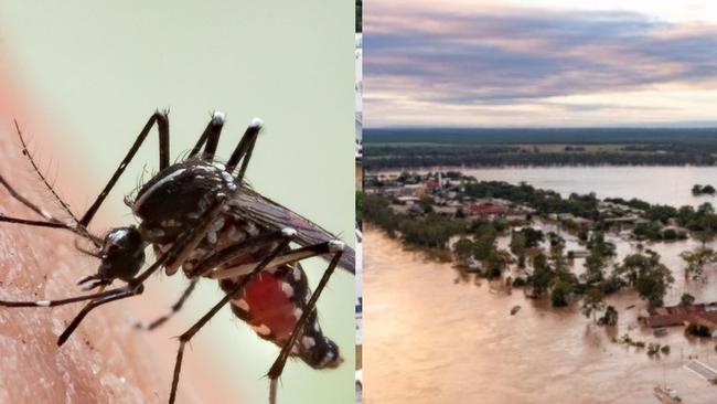 New South Wales residents are being urged to take precautions against mosquito-borne diseases in the wake of severe weather. Picture: Supplied.