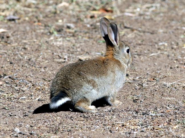 Rabbit numbers continue to grow in Macmasters Beach, despite a recent cull.