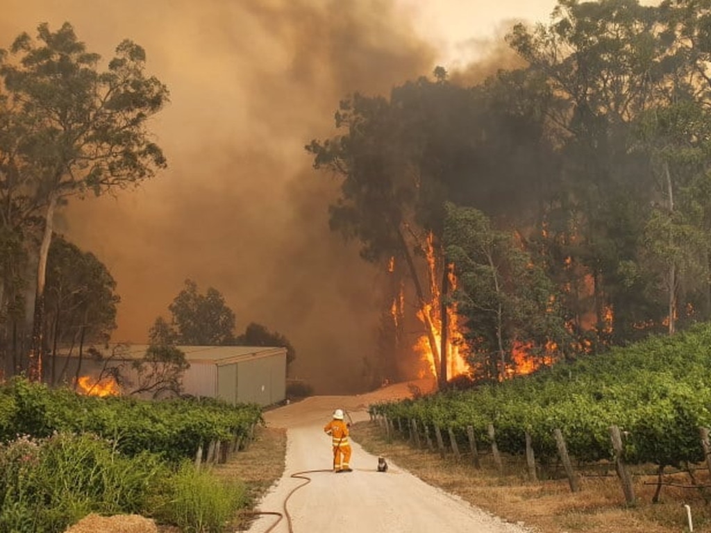 Thousands of animals have perished over the past 48 hours on the NSW South Coast. Picture: Supplied