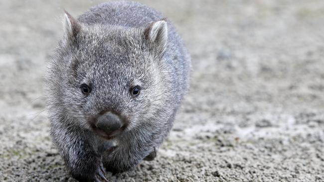 Hydro Tasmania talking to wombat warriors about treating sick animals at  Musselroe wind farm | The Mercury