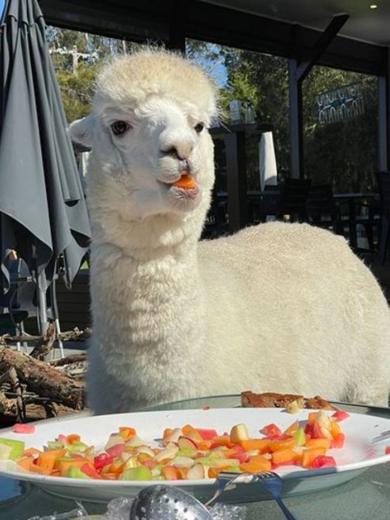 The friendly alpacas roam the stunning farmland at Iris Lodge.