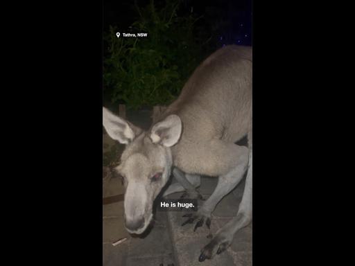 Friends Have Close Encounter With Wild Kangaroo