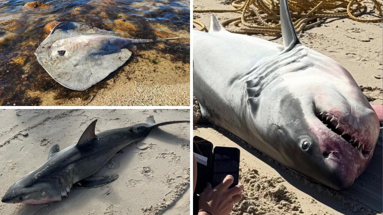 ‘Ecosystem collapse’: Horror truth about SA’s oceans explained