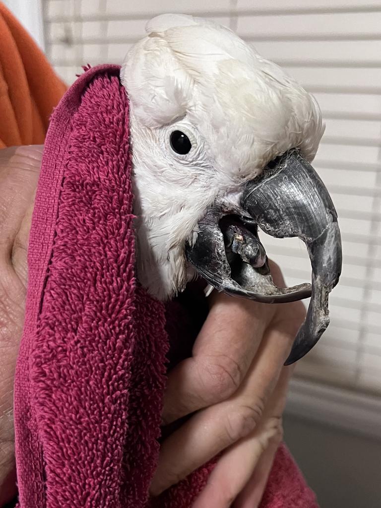 A sulphur-crested cockatoo with beak deformity caused by PBFD. Picture: WIRES/Supplied