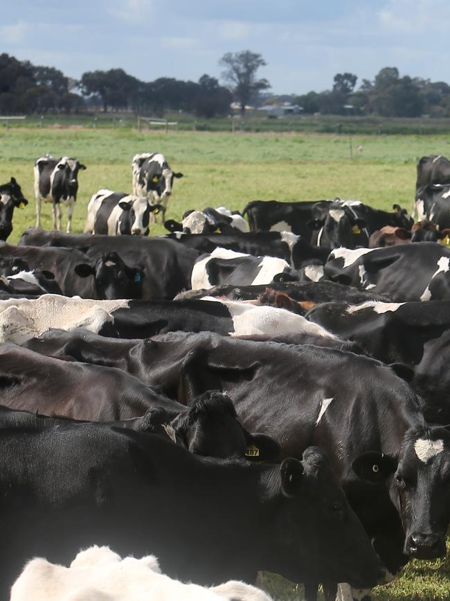 Dairy cattle pictured at Zeerust. Picture: Yuri Kouzmin