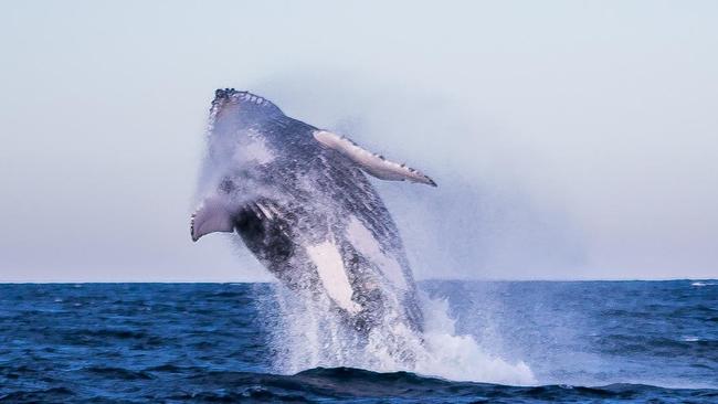 This action shot of a humpback whale breaching during a whale watching session with Jetty Dive, captured by Bryce Forrest has been selected as our cover image of the week.  Thank you to everyone who submitted beautiful photos of our Coffs Coast and don't miss the call out next Monday at 5.30pm.